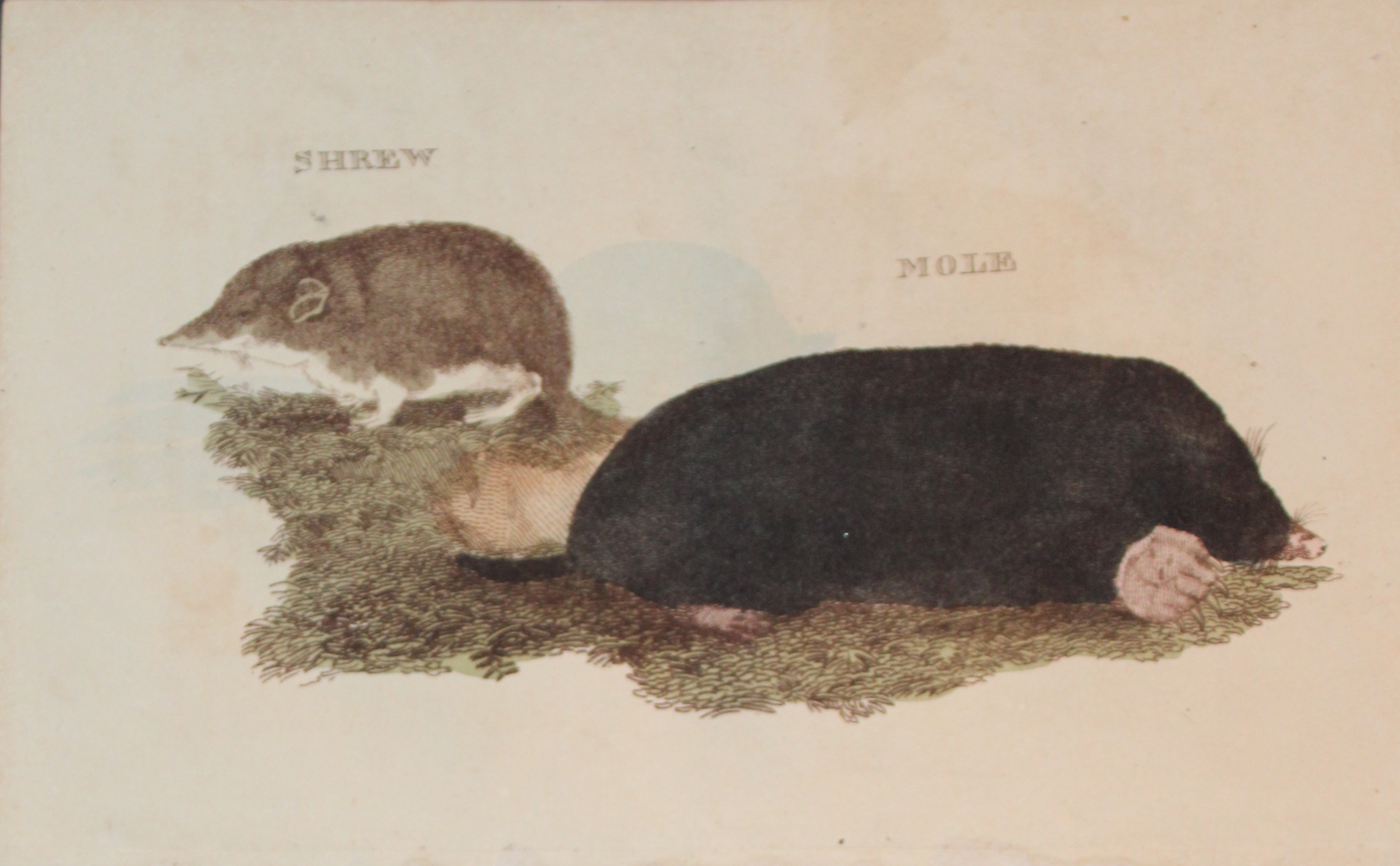 Brightly - Engraving of a Shrew and a Mole 1811