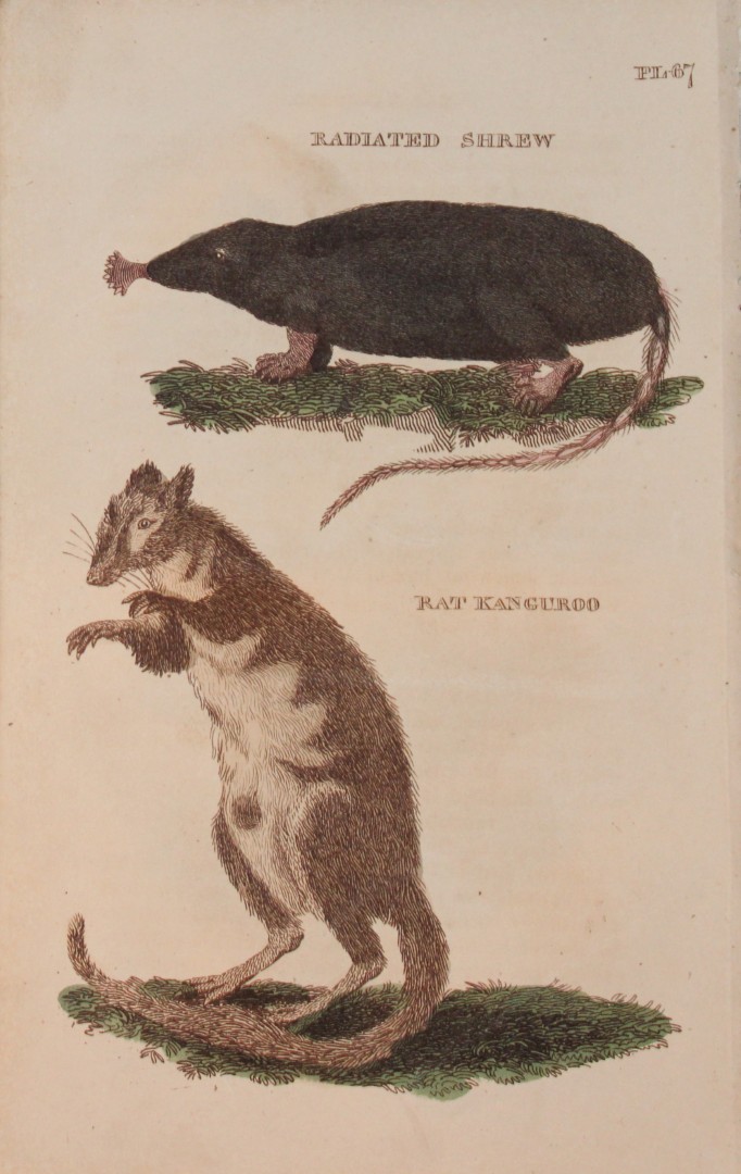 Brightly - Engraving of a Radiated Shrew and Rat Kangaroo 1811