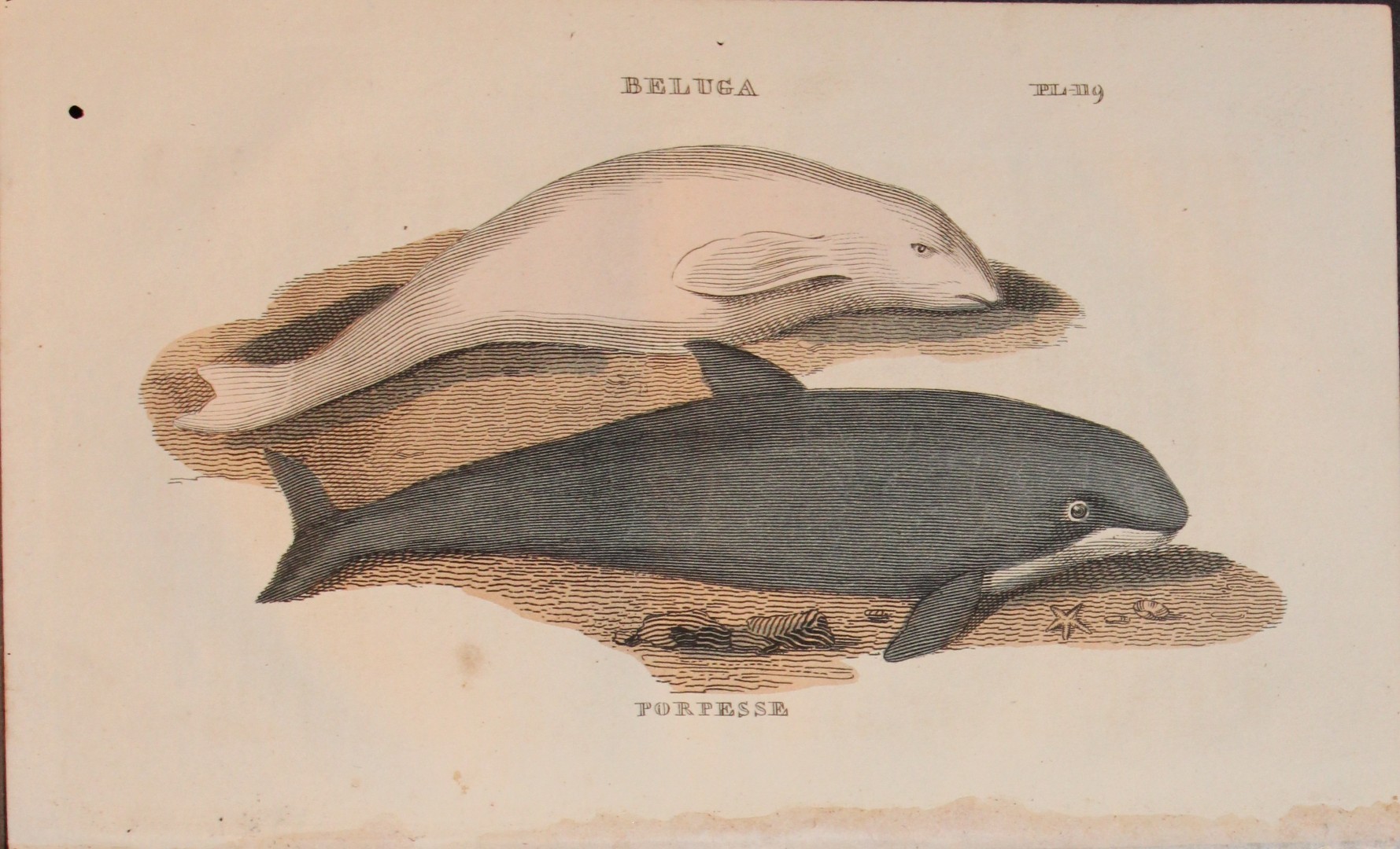 Brightly - Engraving of a Beluga Whale and Porpoise 1811