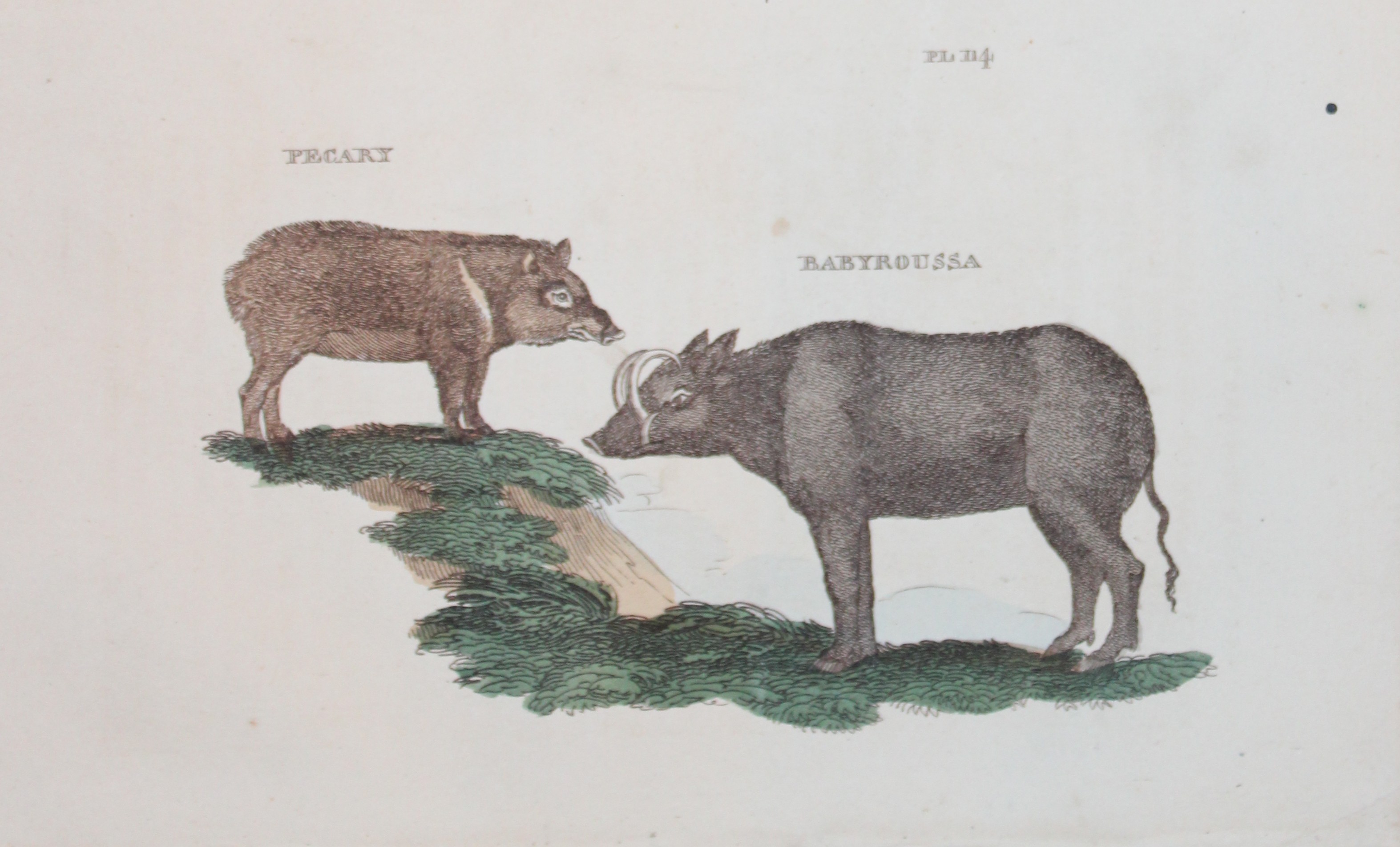 Brightly - Engraving of a Pecary and Babyroussa 1811