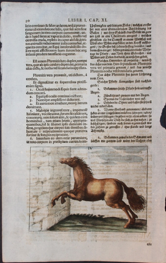 Georg Winter - Rare Bellerophon engraving of dressage training 1678