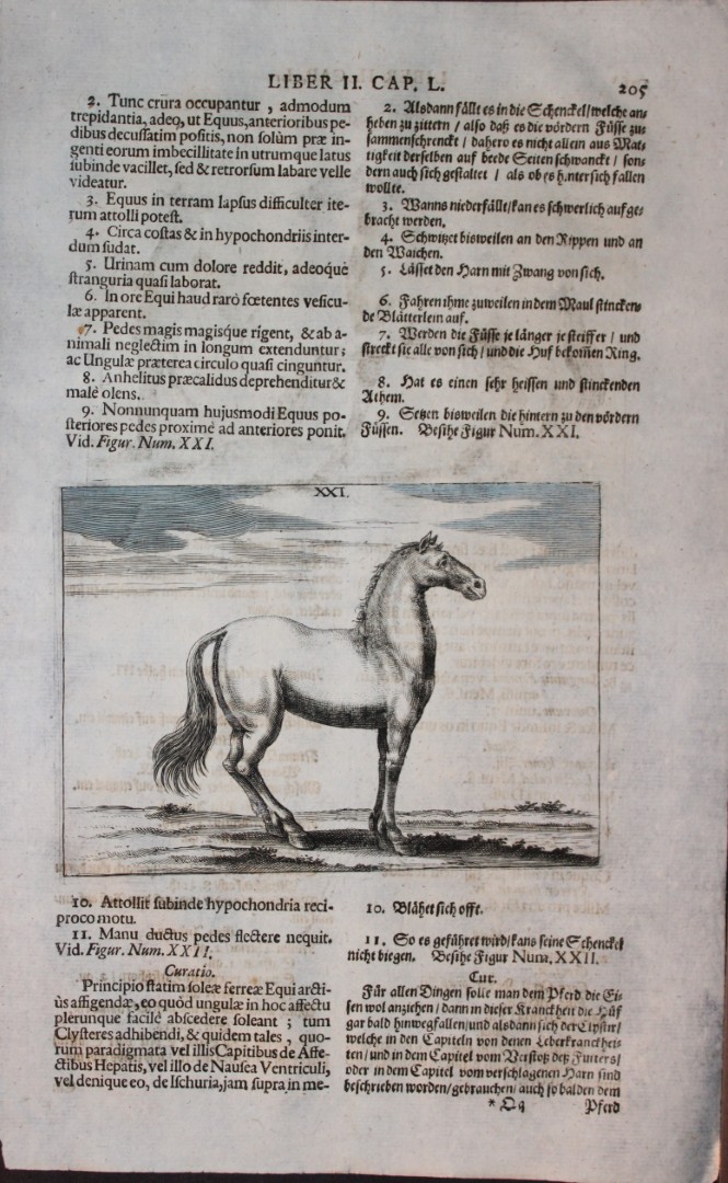 Georg Winter - Rare Bellerophon engraving of dressage training 1678