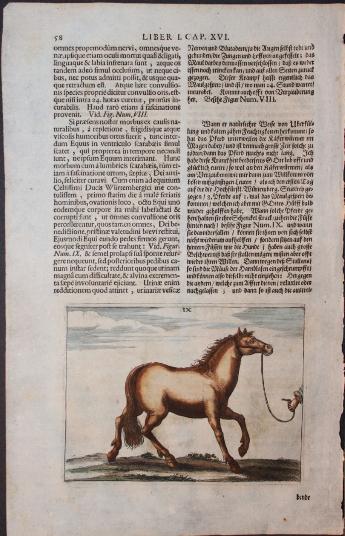 Georg Winter - Rare Bellerophon engraving of dressage training 1678