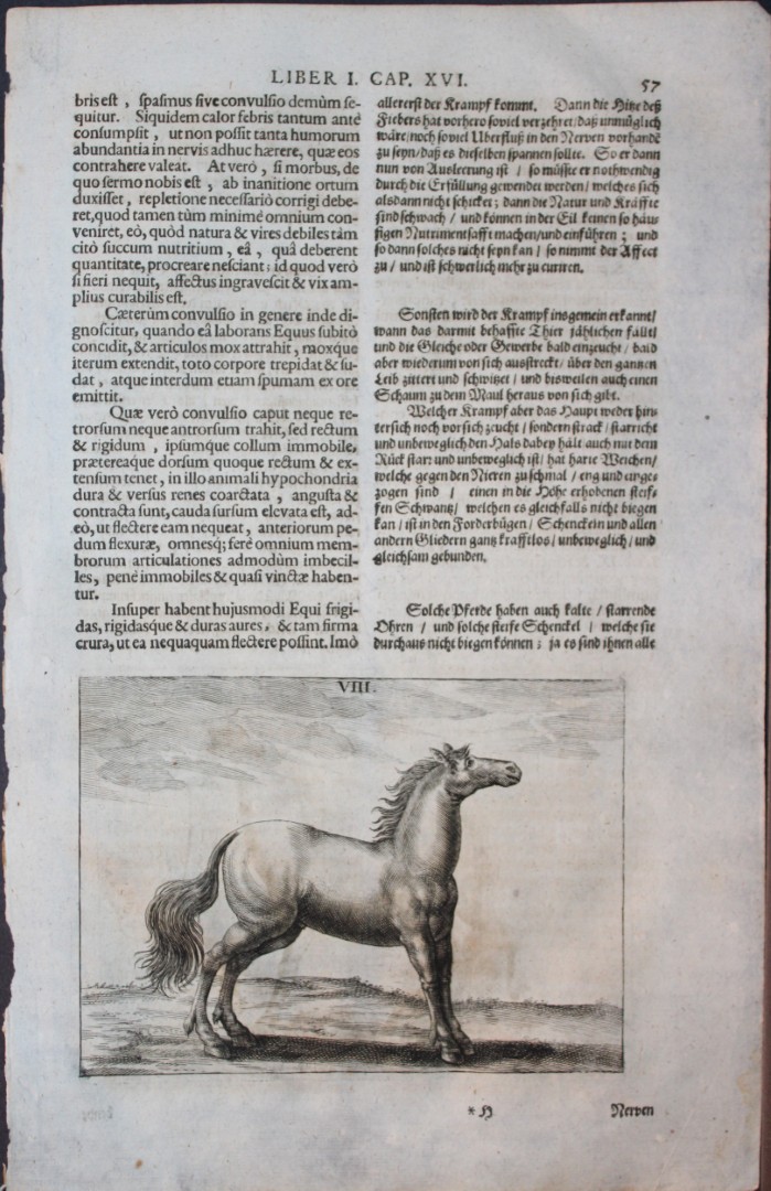 Georg Winter - Rare Bellerophon engraving of dressage training 1678