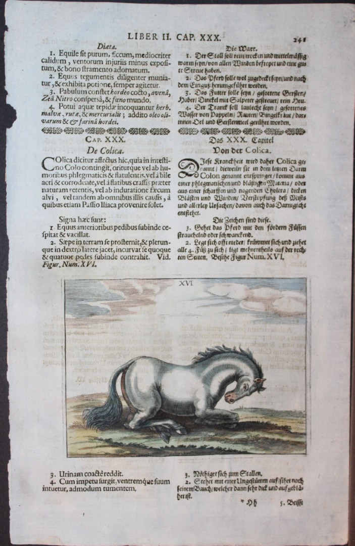 Georg Winter - Rare Bellerophon engraving of dressage training 1678