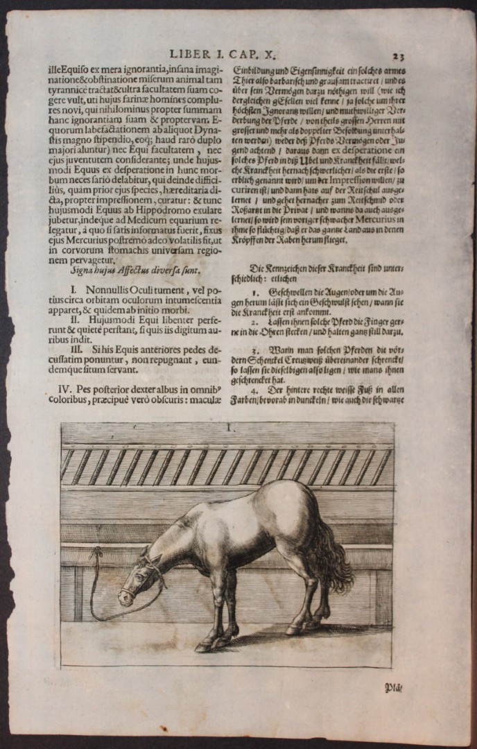 Georg Winter - Rare Bellerophon engraving of dressage training 1678