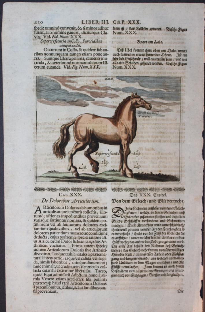 Georg Winter - Rare Bellerophon engraving of dressage training 1678
