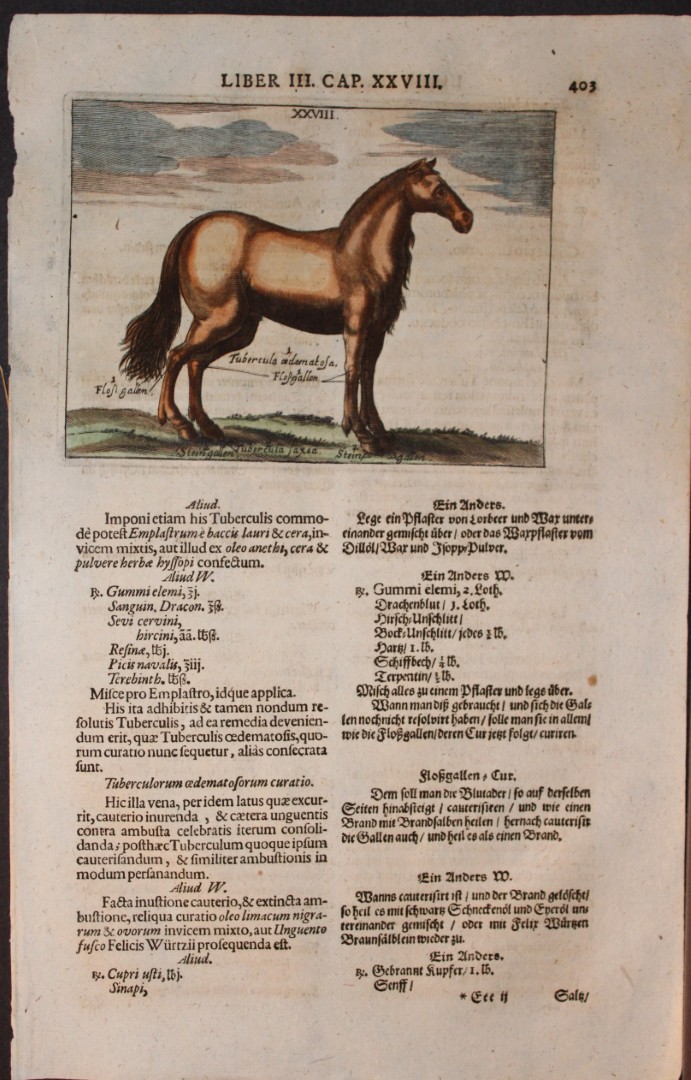 Georg Winter - Rare Bellerophon engraving of dressage training 1678