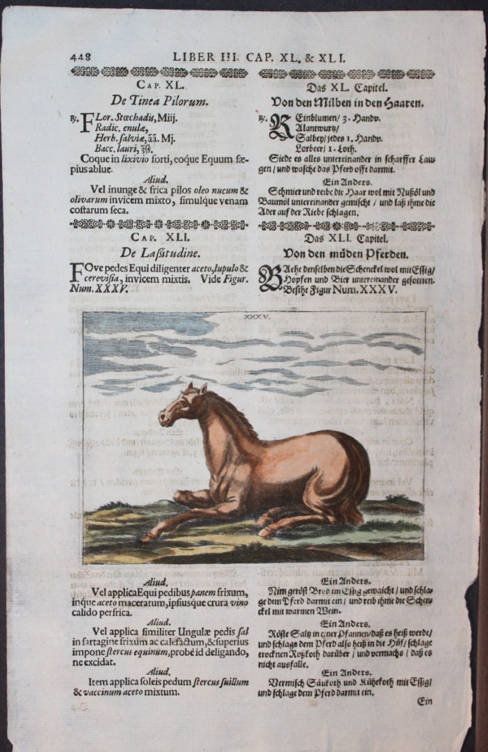 Georg Winter - Rare Bellerophon engraving of dressage training 1678