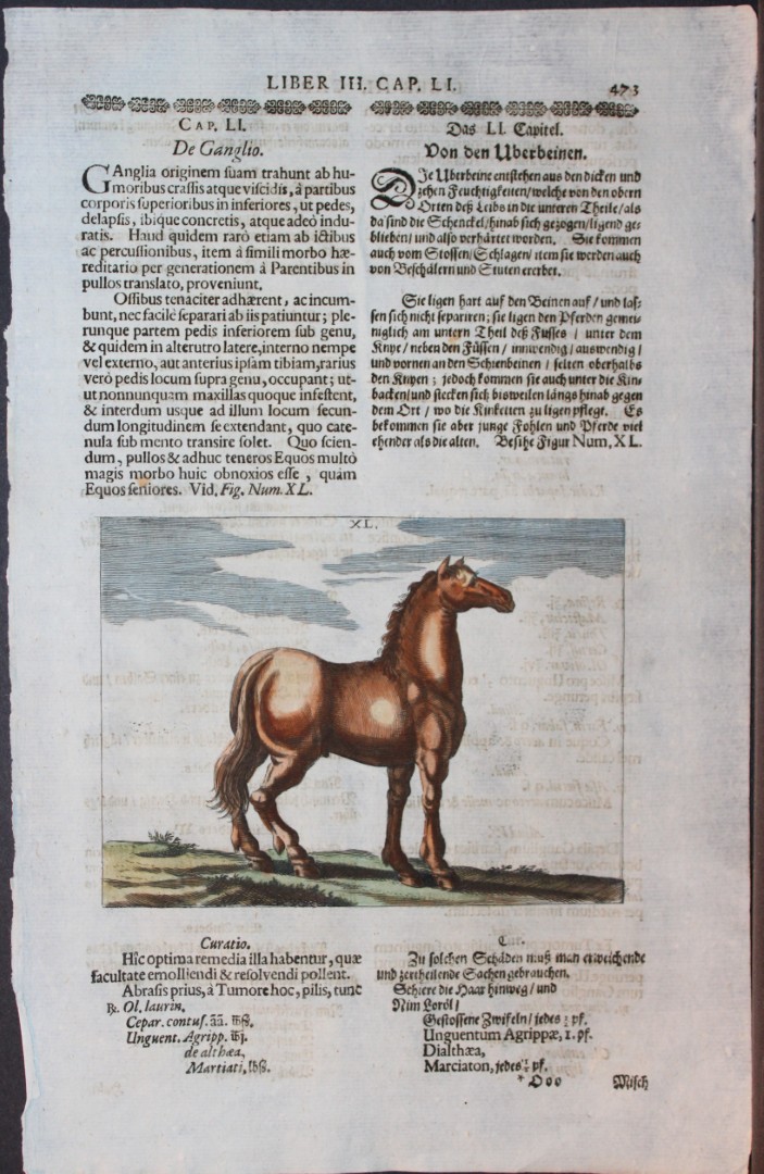 Georg Winter - Rare Bellerophon engraving of dressage training 1678