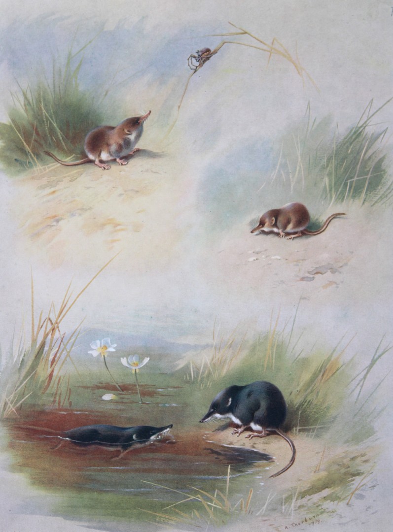A Thorburn - Print of Common, Lesser and Water Shrews  1920