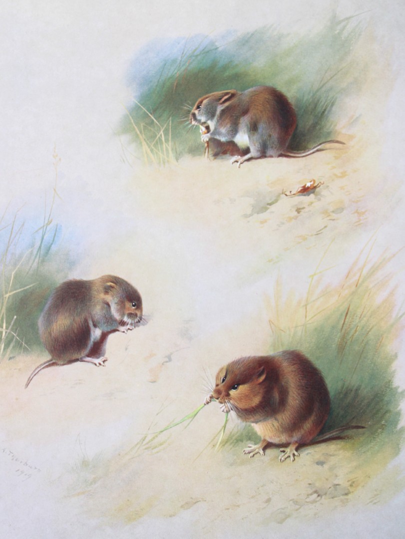 A Thorburn - Print of Field, Bank and Orkney Voles 1920
