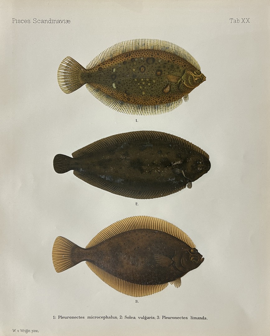 Wilhelm von Wright - Beautiful lithograph of Scandinavian Fishes 1892