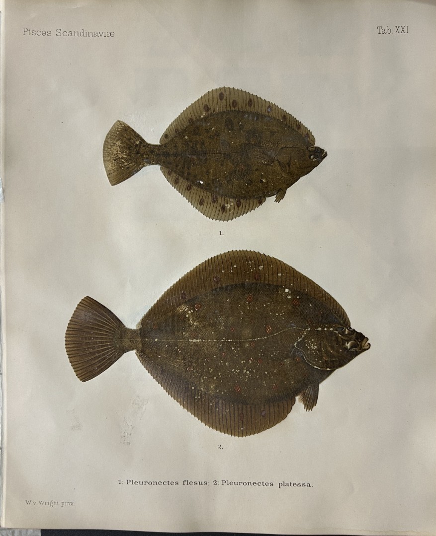 Wilhelm von Wright - Beautiful lithograph of Scandinavian Fishes 1892