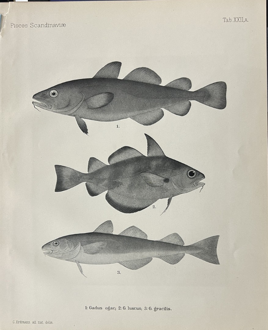 Wilhelm von Wright - Beautiful lithograph of Scandinavian Fishes 1892
