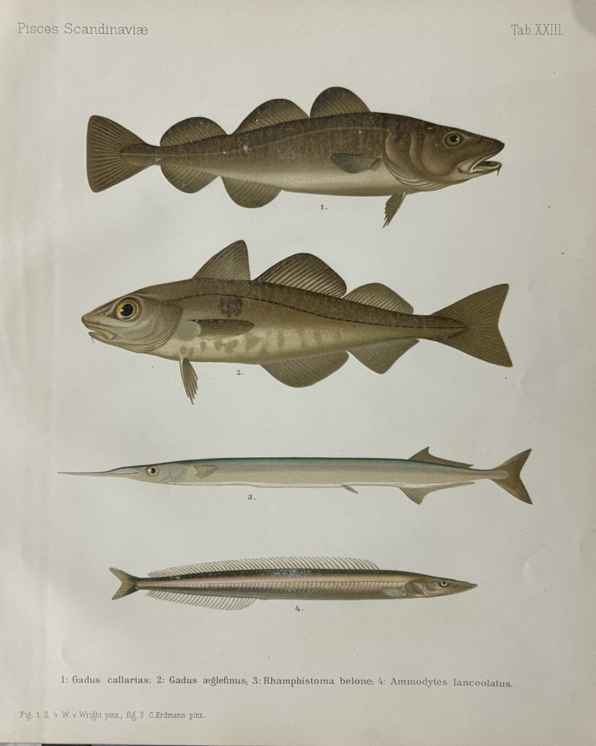 Wilhelm von Wright - Beautiful lithograph of Scandinavian Fishes 1892