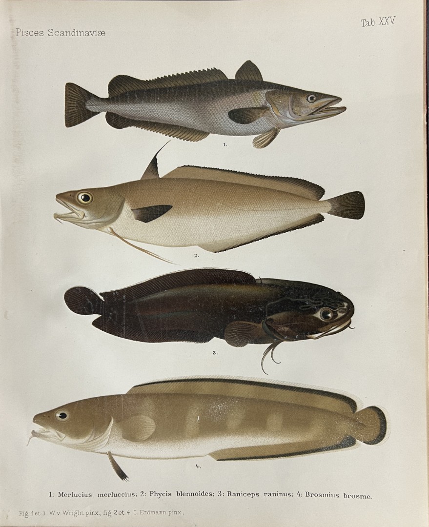 Wilhelm von Wright - Beautiful lithograph of Scandinavian Fishes 1892