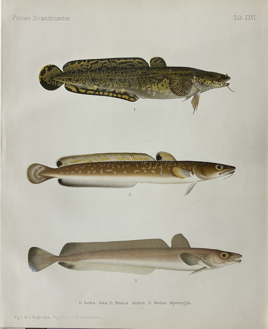 Wilhelm von Wright - Beautiful lithograph of Scandinavian Fishes 1892