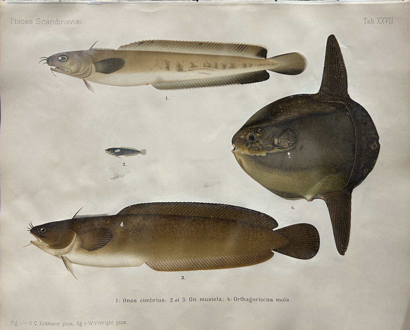 Wilhelm von Wright - Beautiful lithograph of Scandinavian Fishes 1892