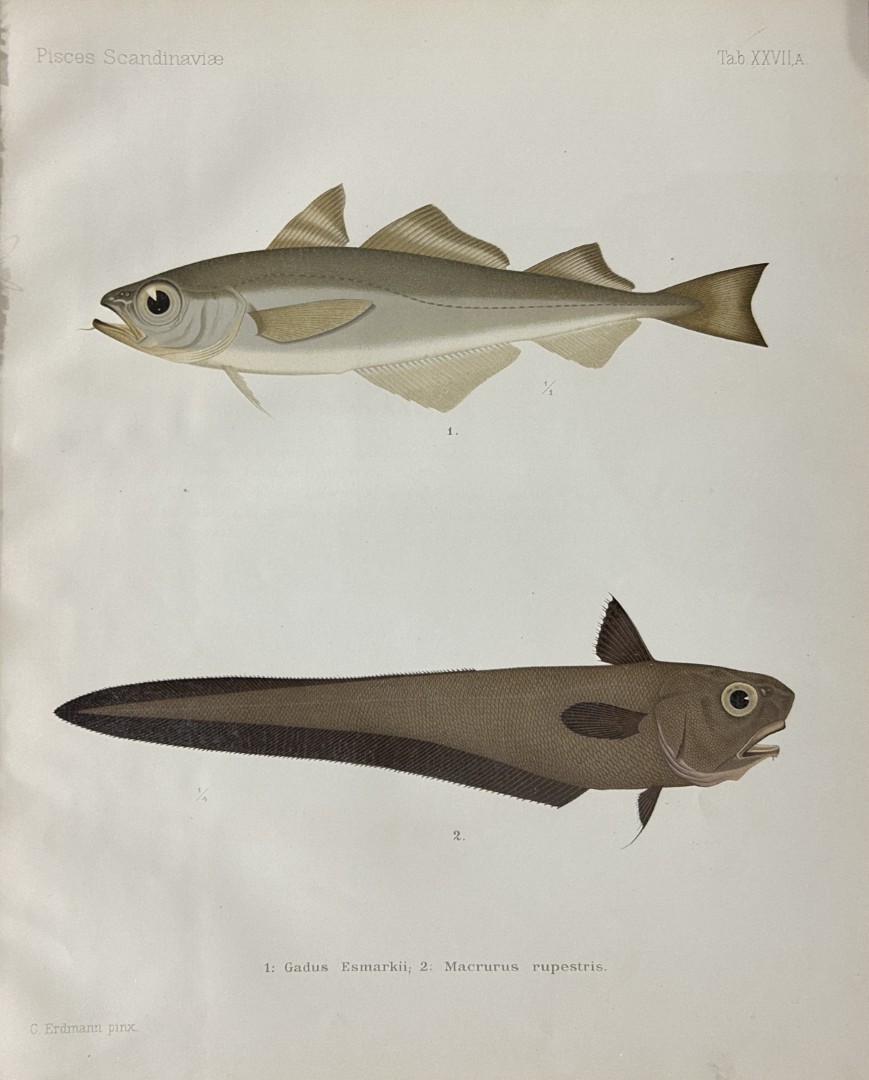 Wilhelm von Wright - Beautiful lithograph of Scandinavian Fishes 1892