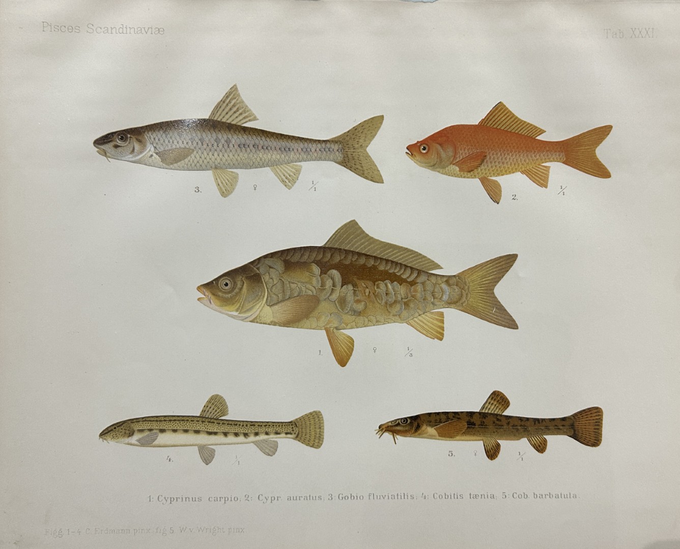 Wilhelm von Wright - Beautiful lithograph of Scandinavian Fishes 1892
