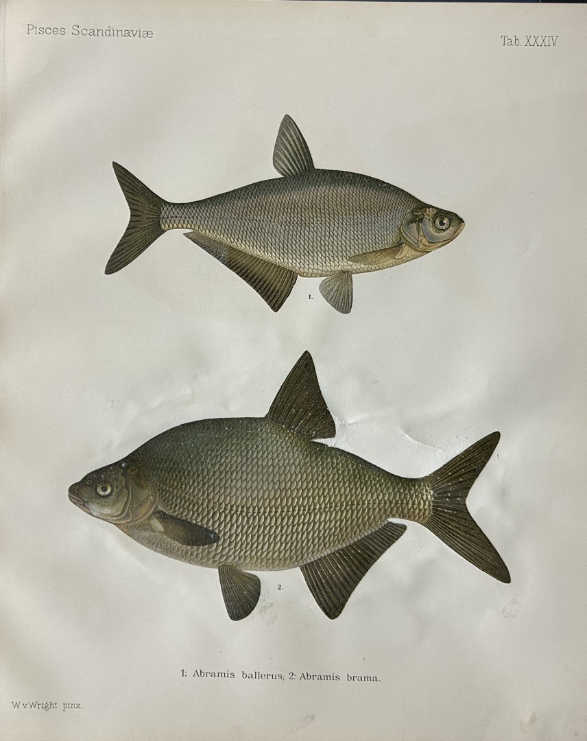 Wilhelm von Wright - Beautiful lithograph of Scandinavian Fishes 1892