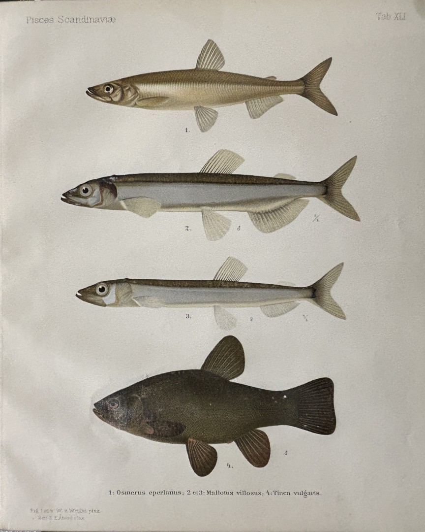 Wilhelm von Wright - Beautiful lithograph of Scandinavian Fishes 1892