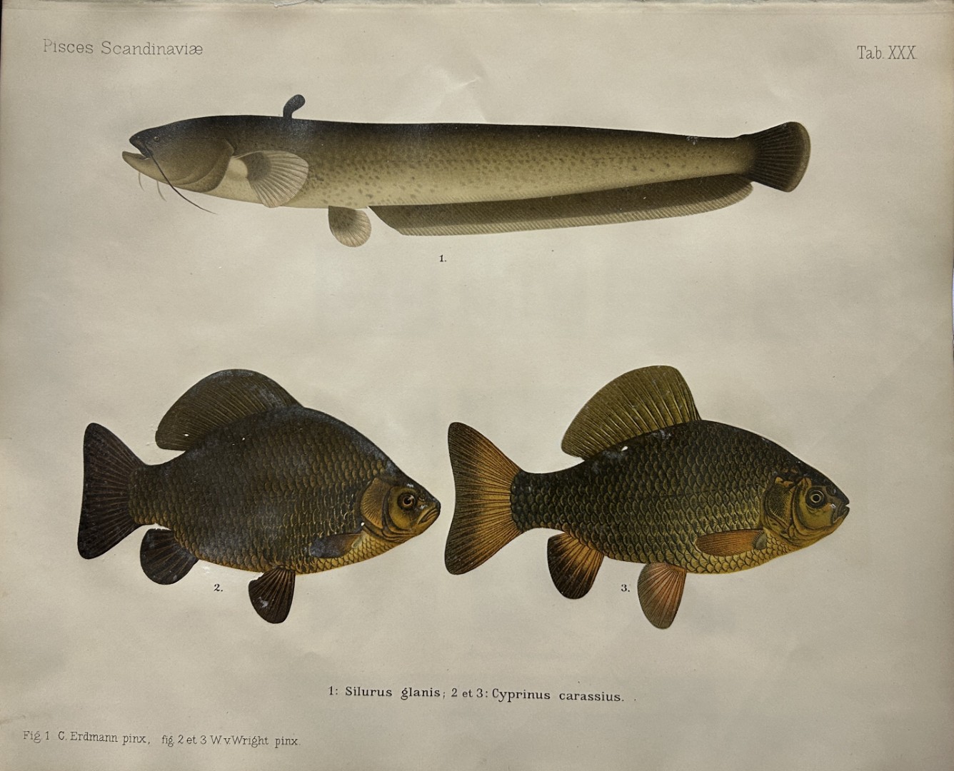 Wilhelm von Wright - Beautiful lithograph of Scandinavian Fishes 1892