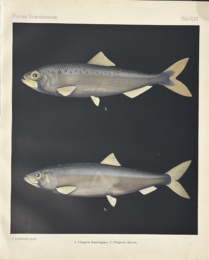 Wilhelm von Wright - Beautiful lithograph of Scandinavian Fishes 1892