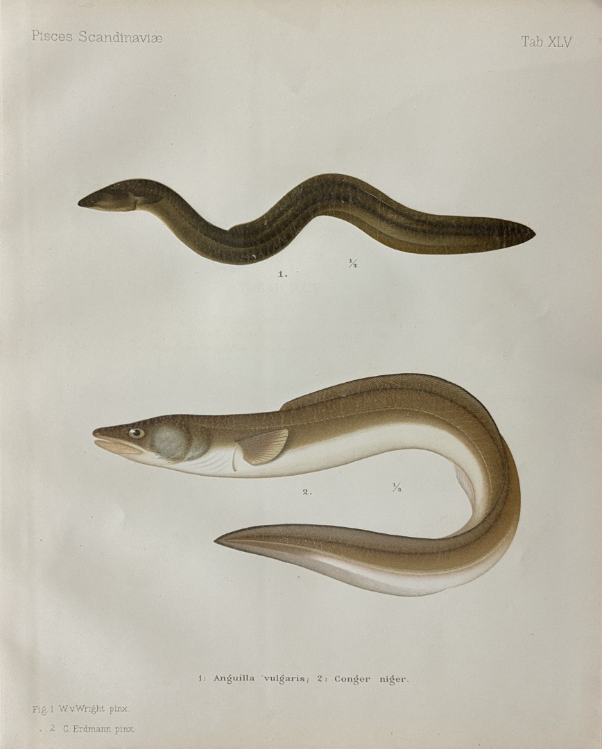 Wilhelm von Wright - Beautiful lithograph of Scandinavian Fishes 1892