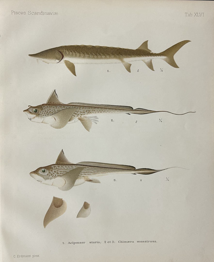 Wilhelm von Wright - Beautiful lithograph of Scandinavian Fishes 1892