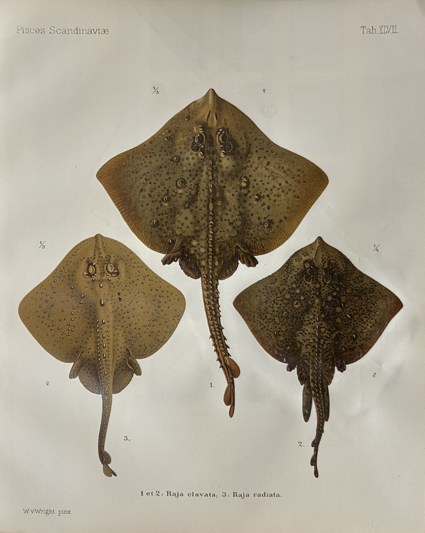 Wilhelm von Wright - Beautiful lithograph of Scandinavian Fishes 1892