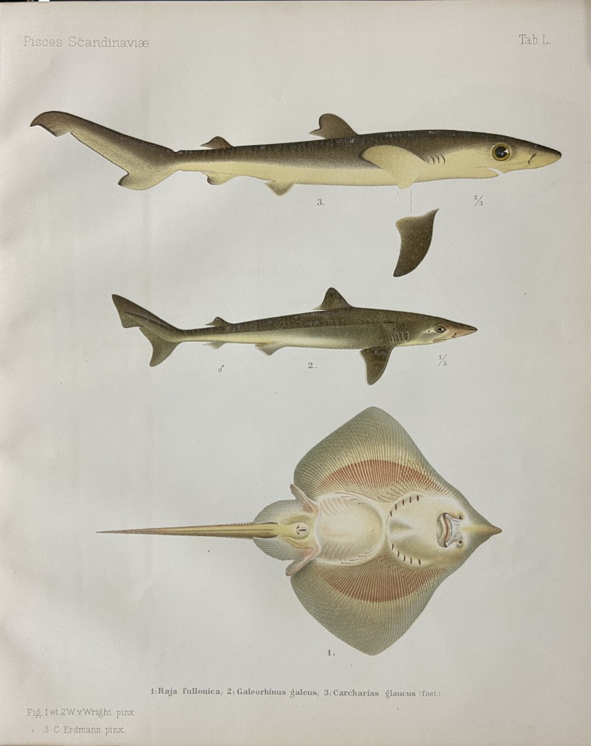 Wilhelm von Wright - Beautiful lithograph of Scandinavian Fishes 1892