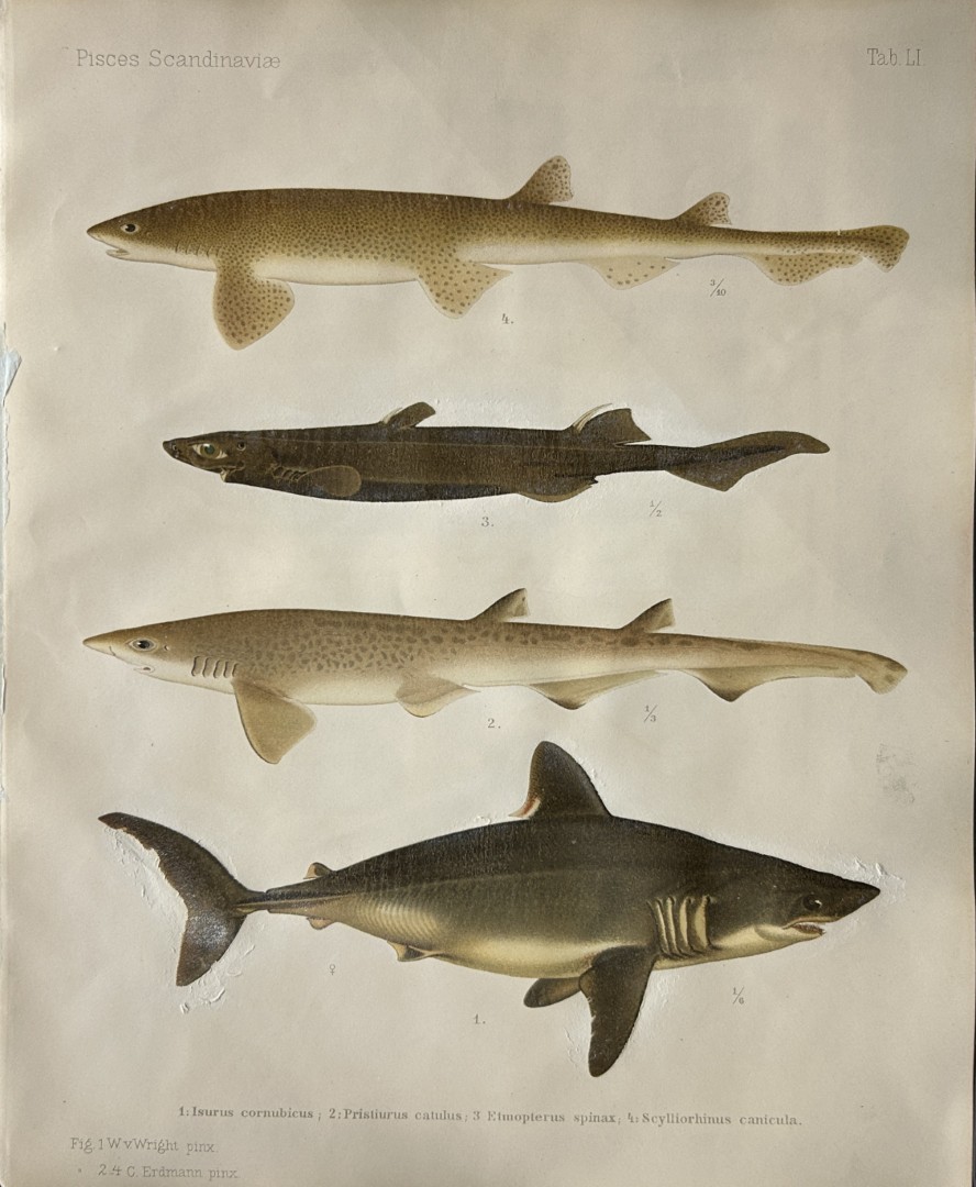 Wilhelm von Wright - Beautiful lithograph of Scandinavian Fishes 1892