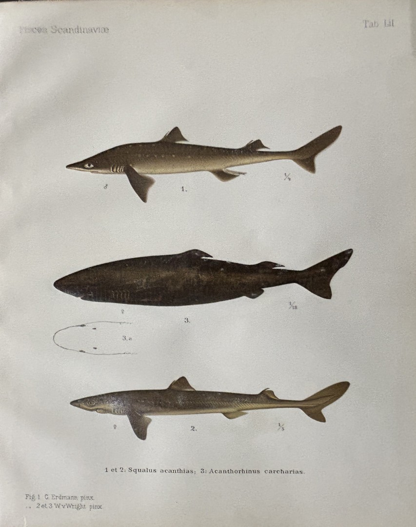 Wilhelm von Wright - Beautiful lithograph of Scandinavian Fishes 1892