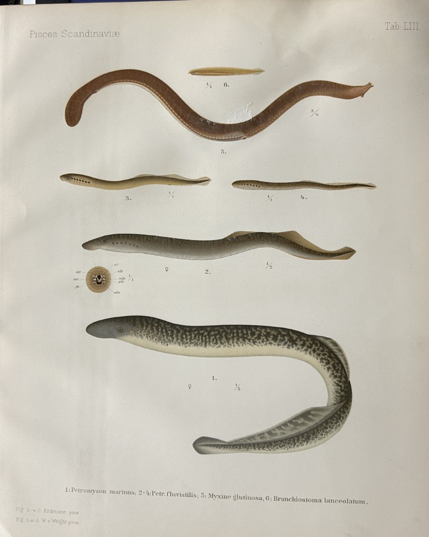Wilhelm von Wright - Beautiful lithograph of Scandinavian Fishes 1892