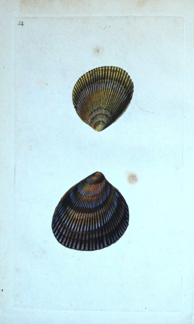 Edward Donovan - Hand-coloured engraving of shells 1800