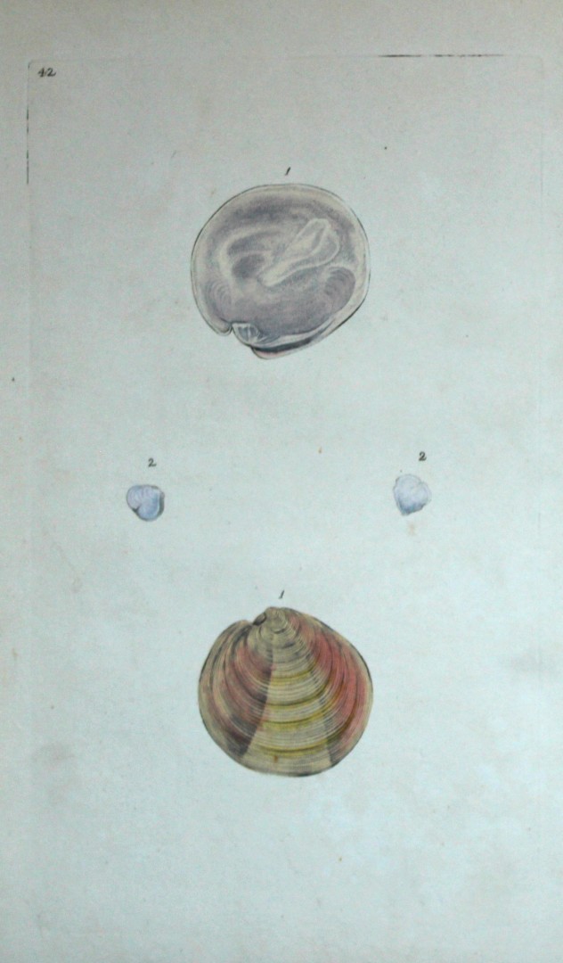 Edward Donovan - Hand-coloured engraving of shells 1800