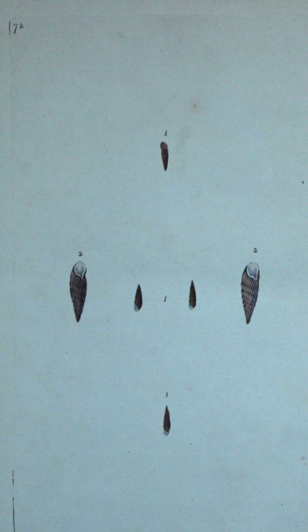 Edward Donovan - Hand-coloured engraving of shells 1800