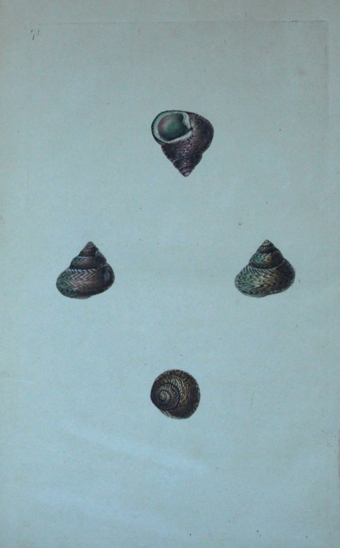 Edward Donovan - Hand-coloured engraving of shells 1800