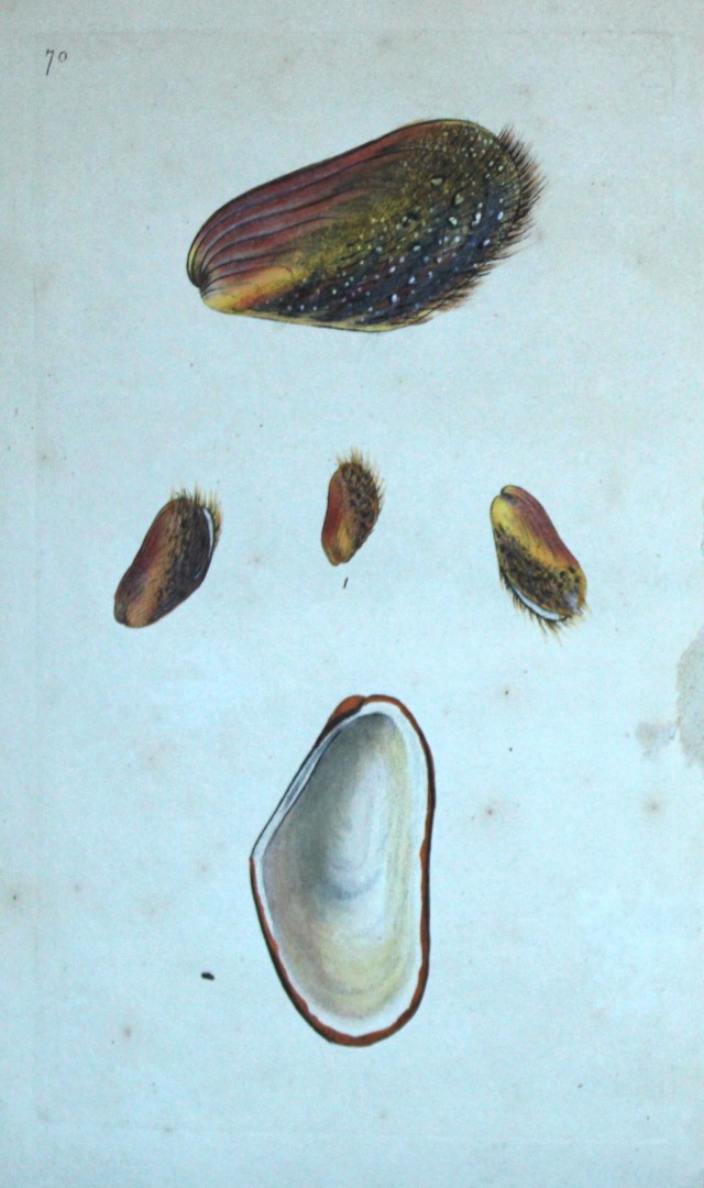 Edward Donovan - Hand-coloured engraving of shells 1800