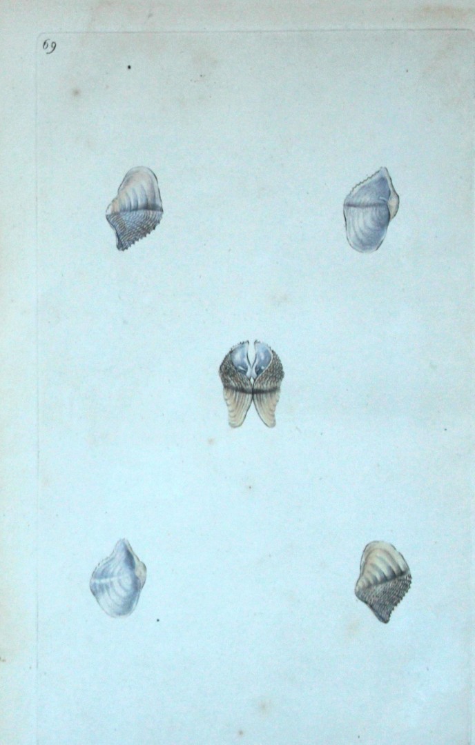 Edward Donovan - Hand-coloured engraving of shells 1800
