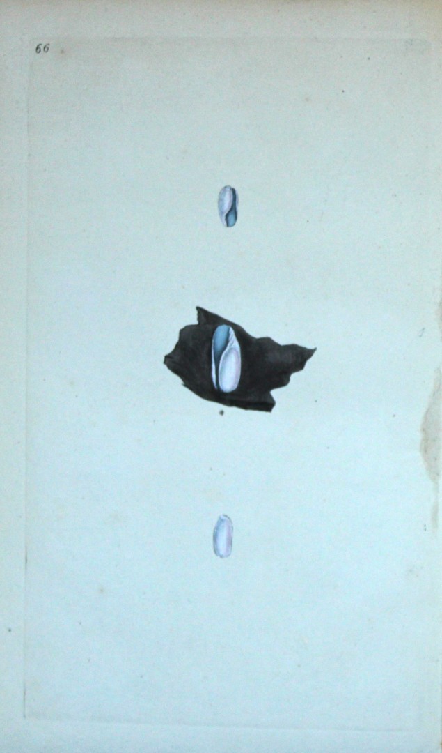 Edward Donovan - Hand-coloured engraving of shells 1800