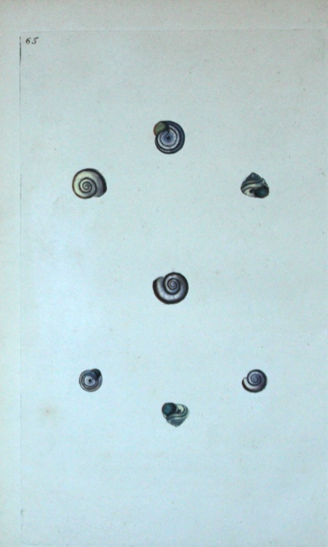 Edward Donovan - Hand-coloured engraving of shells 1800