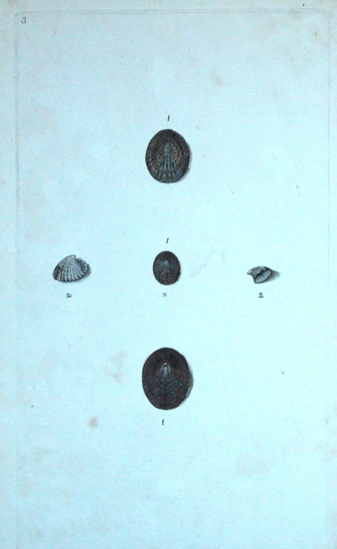 Edward Donovan - Hand-coloured engraving of shells 1800