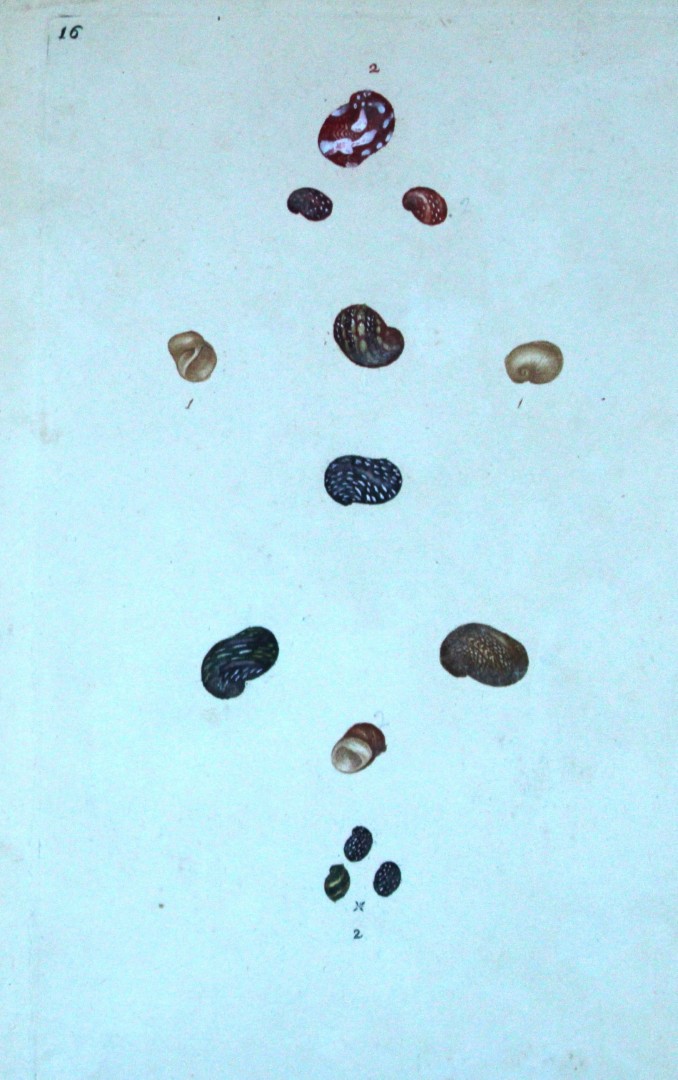 Edward Donovan - Hand-coloured engraving of shells 1800