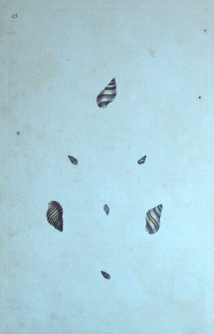 Edward Donovan - Hand-coloured engraving of shells 1800