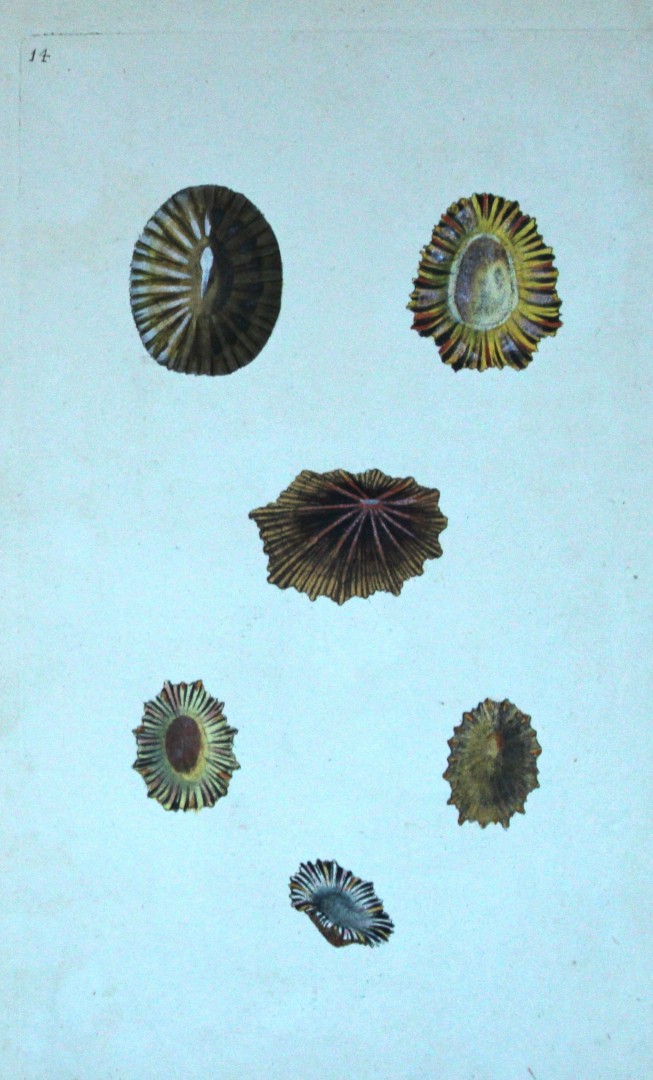 Edward Donovan - Hand-coloured engraving of shells 1800