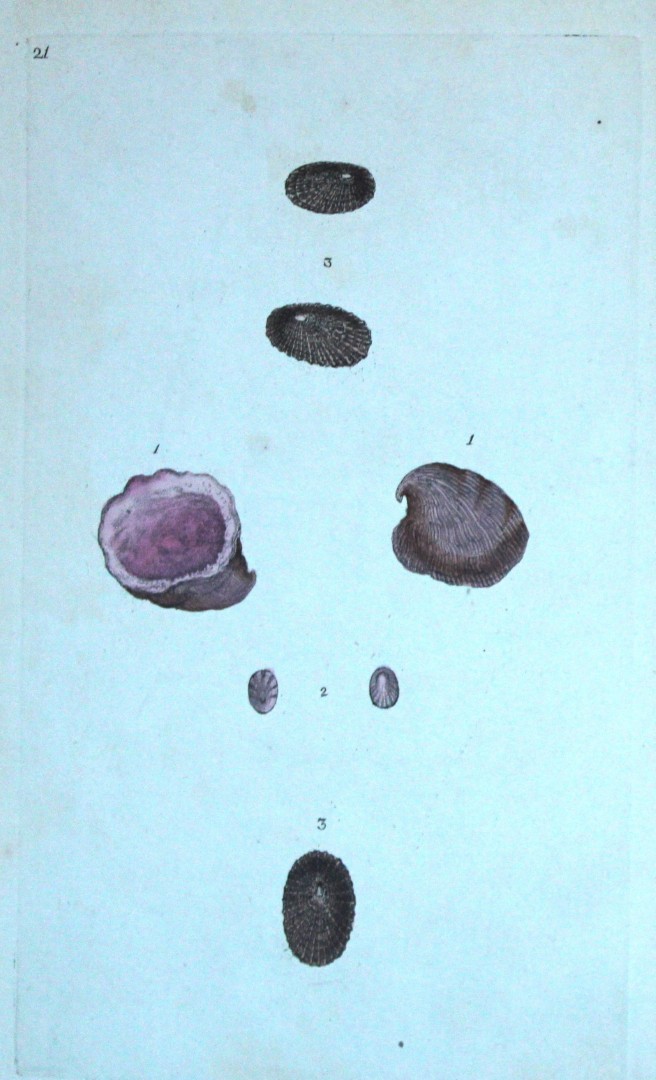 Edward Donovan - Hand-coloured engraving of shells 1800