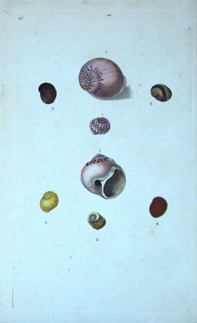 Edward Donovan - Hand-coloured engraving of shells 1800